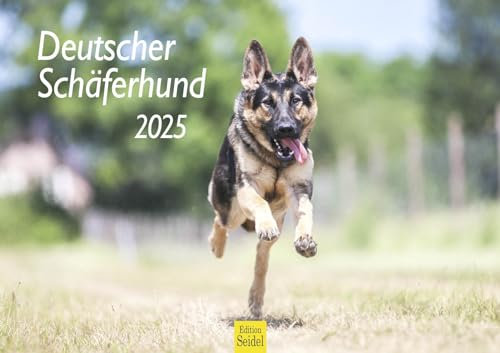 Edition Seidel Premium Kalender Deutscher Schäferhund 2025 Format DIN A3 Wandkalender Hundekalender Hund Welpe Hunderasse Haustier