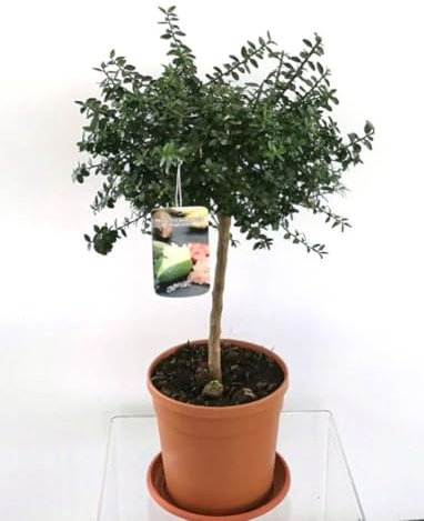 Limone Caviale rosso su vaso cm 20 h 80 cm