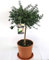 Limone Caviale rosso su vaso cm 20 h 80 cm