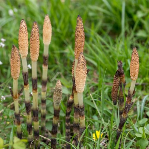 Equisetum hyemale - Schachtelhalm winterharte stauden mehrjährig wasserpflanzen wildkräuter grüne deko grünpflanzen heilkräuter gartenpflanzen bodendecker winterhart mehrjährig 200samen