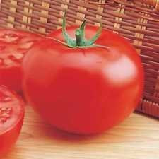 Pomodoro semi- Delicious-Guinness World Record titolare per 28 anni! (100)