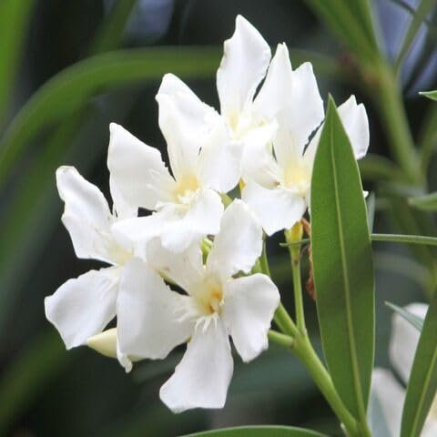 45 semi di fiori di oleandro bianco