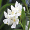 45 semi di fiori di oleandro bianco