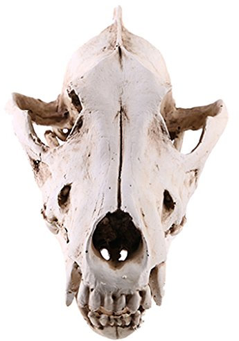 Homyl Realistisches Wolf Schädel Figur Skelett Modell für Aquarium Haus Dekoration