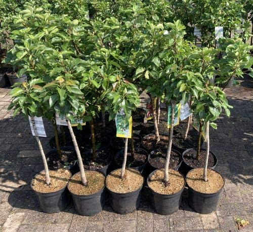 1 Apfelbaum Topaz im Topf 100cm Apfelbaum Terrassenobst obstbaum Apfel Malus domestica Obst + Dünger für die Jahresdüngung