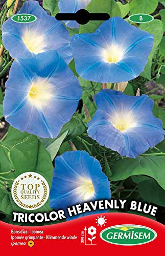 Germisem Graines Ipomée grimpante Tricolor Heavenly Blue EC1537