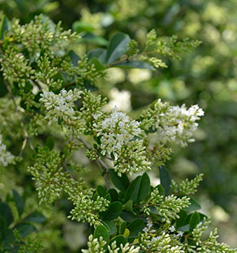 Ovalblättrige Liguster 80-100cm - Ligustrum ovalifolium - lebende Gartenpflanze aus den Baumschulen