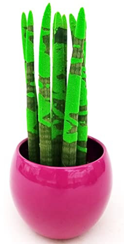 POWERS TO FLOWERS - SANSEVERIA CILINDRICA COLOR LIFE VERDE ZEBRATA IN VASO CERAMICA FUCSIA SFERICO, ALTEZZA 25/30CM, pianta vera