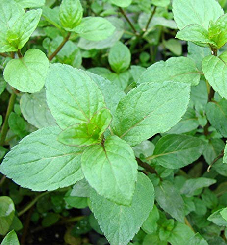 Semi di menta piperita (Mentha x piperita)