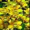 Cymbidium Bulbi,fiori tagliati,decorativi,piante resistenti,rare,cipolle da giardino,cipolle di cymbidium,pianta di cymbidium.-15 bulbi-H