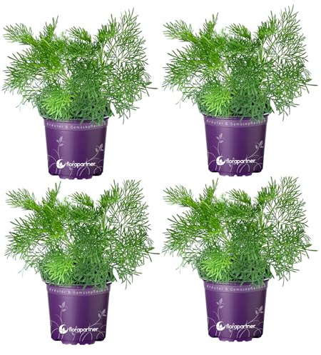 Cola Kraut Artemisia abrotanum var. maritima Kräuter Pflanzen 4Stk.