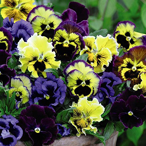 Colourful Pansy Garden Flowering Frizzle Sizzle Mixed Hardy Perennials Patio Ideal for Containers & Bedding Plants 72x Plugs by Thompson and Morgan (72)