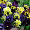 Colourful Pansy Garden Flowering Frizzle Sizzle Mixed Hardy Perennials Patio Ideal for Containers & Bedding Plants 72x Plugs by Thompson and Morgan (72)