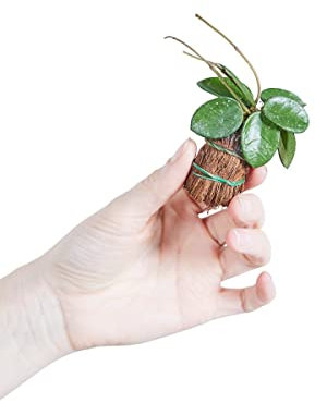 PLNTS - Baby Hoya Mathilde - Zimmerpflanzen, Pflanzen Echt, Nachhaltige Verpackung - 6cm Topf - Höhe 10cm - Direkt von der Gärtnerei