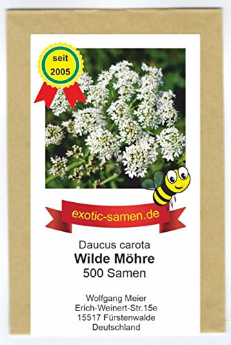 Wilde Möhre – alle Teile essbar – Insektenmagnet – heimisch - 500 Samen