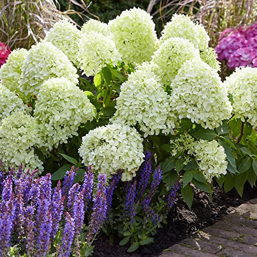 Hydrangea Little Spooky | Dwarf Perennial Garden Plant in 9cm Pot | Outdoor Shrub with Showy Flowers | Garden Ready Plants