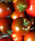 Prinz Tschernij Tomate – Eine historische russische Sorte!