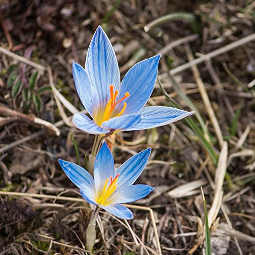 Krokusse Zwiebeln Winterhart MehrjäHrig Blumenzwiebeln Deko Blumen Balkon Pflanzen Zierlauch Zwiebeln Gartenpflanzen Exotische Winterharte KüBelpflanzen 10 Safran Krokus Zwiebeln Blau