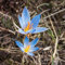 Krokusse Zwiebeln Winterhart MehrjäHrig Blumenzwiebeln Deko Blumen Balkon Pflanzen Zierlauch Zwiebeln Gartenpflanzen Exotische Winterharte KüBelpflanzen 10 Safran Krokus Zwiebeln Blau