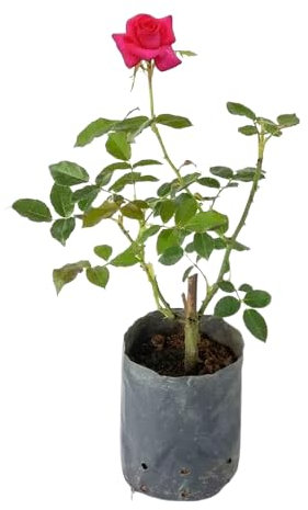 Rosal Arbustivo Rosa la Elegancia Natural para tu Jardín