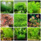 250 Piezas Plantas Acuáticas Semillas De Acuario - Plantas Exóticas, Semillas De Plantas De Estanque, Semillas Variedades Antiguas Plantas De Interior Purificadoras De Aire, Regalos Decorati
