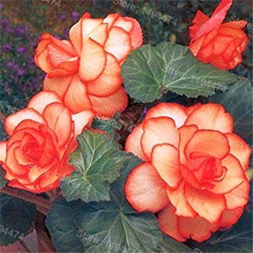 100 PZ Colore Misto Begonia Semi di Fiori issimo Giardino Semi di Fiori Perenne Malus Spectabilis Semi pour Giardino di casa 10