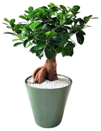 I Giardini di Giulia - Bonsai Ficus Ginseng in Idrocultura | Pianta d'Appartamento Decorativa in Perlite | Facile Cura e Purificazione Aria | Vaso Resina 16 cm | Altezza 35 cm (Vaso verde)
