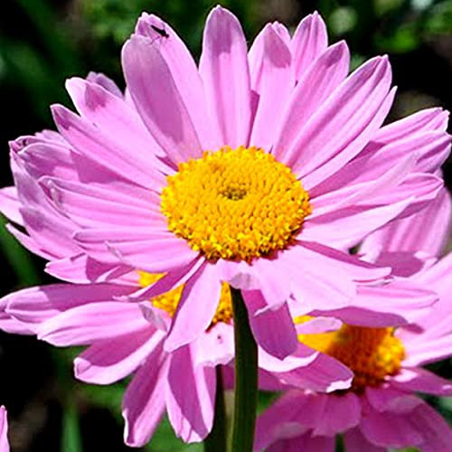 6 x Margerite 'Robinsons Rosa' - Tanacetum Topf 9x9cm: Zarte Rosatöne für blühende Gartenrabatten