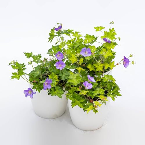 Pianta vera di Geranium wallichianum in varietà - Diametro Vaso Ø 14 cm