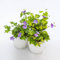 Pianta vera di Geranium wallichianum in varietà - Diametro Vaso Ø 14 cm