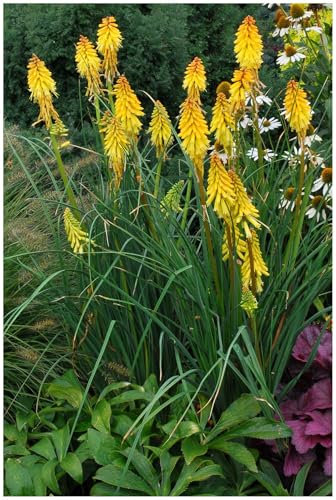 3 x Kniphofia ‘Banana Popsicle’ (Winterhart/Staude/Dauerblüher/Bienenferundlich/Mehrjährig) Fackellilie Gelb - Strahlende Gelbtöne für sonnige Gartenträume - von Stauden Gänge