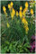 3 x Kniphofia ‘Banana Popsicle’ (Winterhart/Staude/Dauerblüher/Bienenferundlich/Mehrjährig) Fackellilie Gelb - Strahlende Gelbtöne für sonnige Gartenträume - von Stauden Gänge