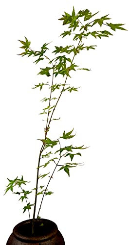 Seedeo® Grüner Fächerhorn (palmatum) Pflanze ca. 50 cm - 70 cm hoch