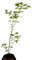 Seedeo® Grüner Fächerhorn (palmatum) Pflanze ca. 50 cm - 70 cm hoch