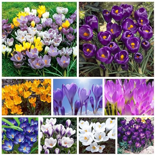 Winterharte, qualitativ hochwertige gemischte Blumenzwiebeln, pflegeleicht, schnellblühend, lange Blütezeit, schöne Dekoration für drinnen und draußen-3 krokus zwiebeln mix