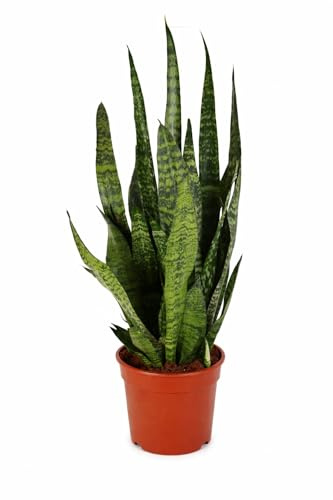 Sansevieria Zeylanica Bogenhanf ca. 100 cm | Luftreinigende Zimmerpflanze | Pflegeleicht, robust & modern | Für Wohnzimmer, Büro & Schlafzimmer – bessere Raumluft & dekorative Grünpflanze