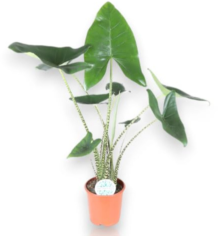 Gardenaria Alocasia Zebrina Pianta da Interno Ornamentale, Verde, 60 cm, Vaso 17
