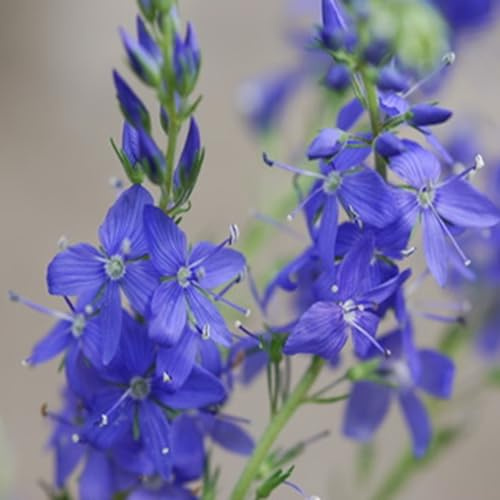 200 Samen Ysop officinale (Hyssopus officinalis), reproduzierbar, unbehandelt