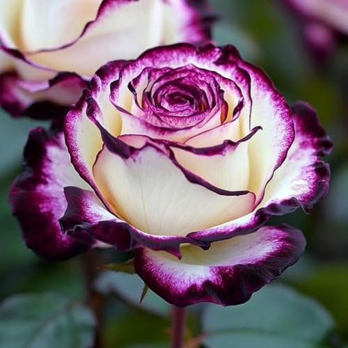Exklusive, Winterharte, Rosen Vielfarbige, Pflegeleichte, Sehr Bienenfreundlich, Top - Garten, Das Bunt Gemischte, Luftreinigende Zimmer - -1bulbs-B