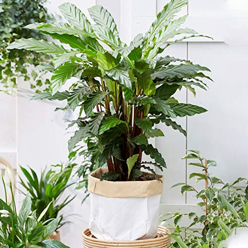 Calathea Blue Grass Luxuriante | Cadeau de Plante en Pot pour la Maison ou le Bureau (de 30 à 40 cm pot inclus)