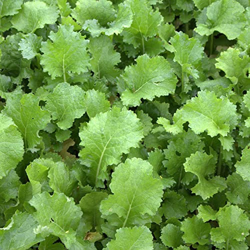 Winterrüsen 1 kg Brassica rapa L. silvestris Gründünger Futterbau Saat
