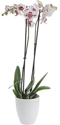 KENTIS - Orchidea Phalaenopsis Bicolore - Piante da Interno Vere Fiorite - H 60-70 cm Vaso Ø 12 cm