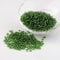 Handicraft Emporium Glass Seed Beads | Lined | 3mm | Green | 50g