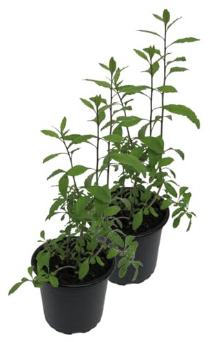 2er Set Goji Beere (Lycium barbarum)