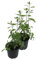 2er Set Goji Beere (Lycium barbarum)