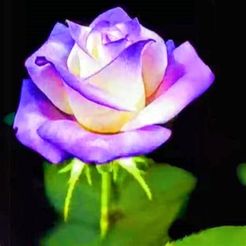 Einfaches Pflanzen Rosen Pflanzen Winterhart Seltene Rose Bestes Geschenk Schönes Bepflanzen von Staudengärten-4zwiebeln-f