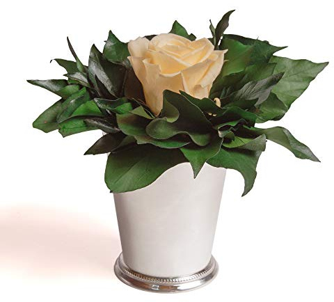 ROSEMARIE SCHULZ Heidelberg Infinity Blume in silberfarbenen Becher 1 ewige Rose konserviert Blumenstrauß langhaltend (Beige, 1 Rose)