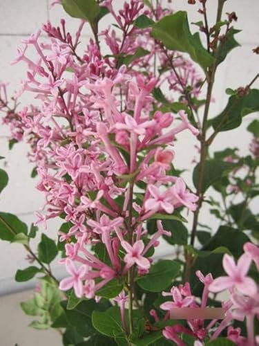 Syringa Pink Perfume - Zwergflieder Pink Perfume - stark duftend 40-60