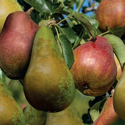 Pear (Pyrus) Duo Pear Family Tree – 2 Popular Dessert Varieties Grafted on One Tree for Extended Harvest and Pollination – Ideal for Small Gardens – 2X 5 Litre Pots by Thompson and Morgan
