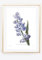 Din A4 Kunstdruck ohne Rahmen - Blaue Hyazinthe - Garten Blume Blüte Natur Retro - Druck Poster Bild